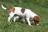 JACK RUSSEL 098